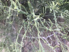 Citrus glauca