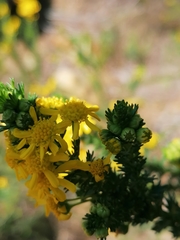 Euryops virgineus