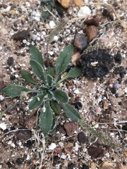 Plantago cunninghamii