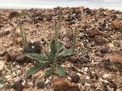 Plantago cunninghamii