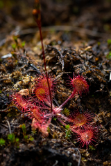 Drosera rotundifolia
