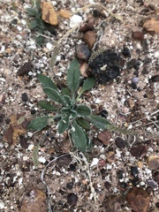 Plantago cunninghamii