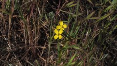 Camissonia strigulosa