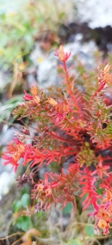Image of Rhodiola quadrifida by no rights reserved