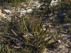 Sonderothamnus speciosus