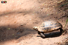 Indotestudo elongata