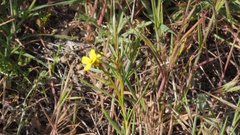 Camissonia strigulosa