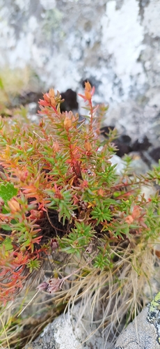 Image of Rhodiola quadrifida by no rights reserved