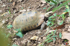 Indotestudo elongata