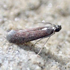 Varneria postremella