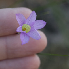 Ixia oxalidiflora