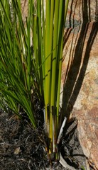 Bobartia rufa