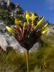 Bobartia rufa