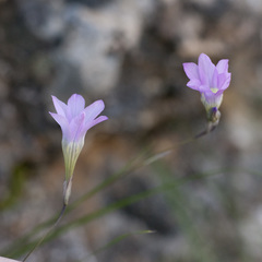 Ixia oxalidiflora