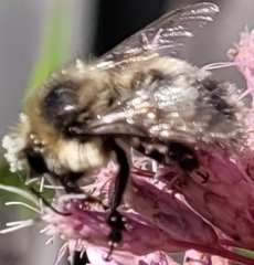 Cullumanobombus
