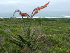 Gasteria acinacifolia