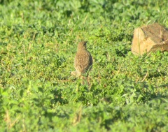 Certhilauda curvirostris brevirostris