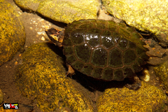 Notochelys platynota