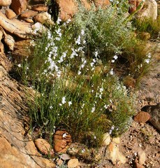 Heliophila juncea