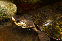 Notochelys platynota