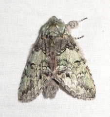 Macrurocampa marthesia