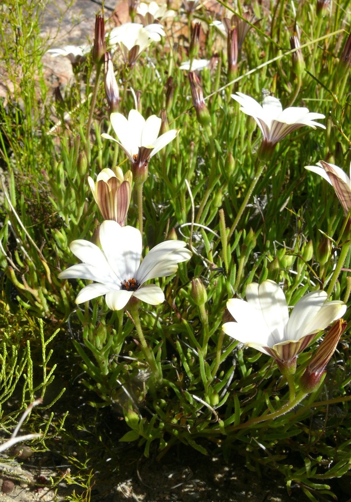 Pointed Rain Daisy