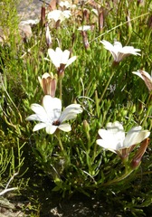 Dimorphotheca acutifolia