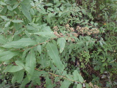 Spiraea salicifolia