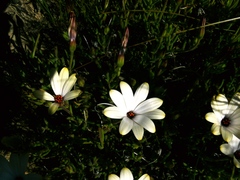 Dimorphotheca acutifolia
