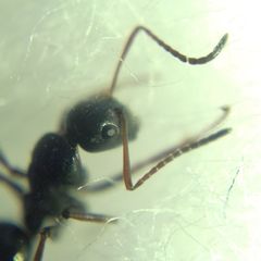 Camponotus atricolor