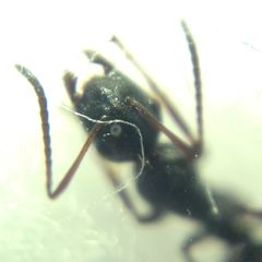 Camponotus atricolor