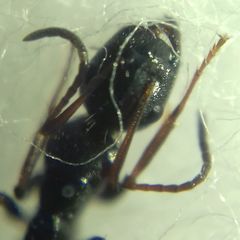 Camponotus atricolor