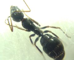 Camponotus atricolor