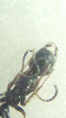 Camponotus atricolor