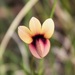 Wild Violet - Photo (c) Adriaan Grobler, some rights reserved (CC BY-NC), uploaded by Adriaan Grobler