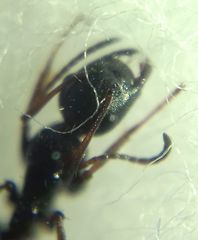 Camponotus atricolor