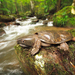 Big-headed Turtle - Photo (c) Binturong27, some rights reserved (CC BY-NC), uploaded by Binturong27