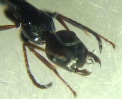 Camponotus atricolor