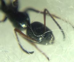 Camponotus atricolor