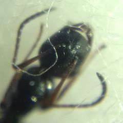Camponotus atricolor