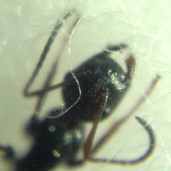 Camponotus atricolor