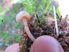 Cudonia confusa