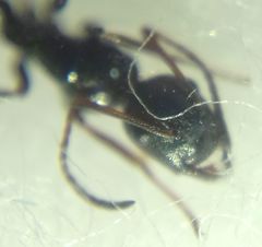 Camponotus atricolor