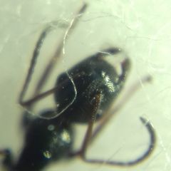 Camponotus atricolor