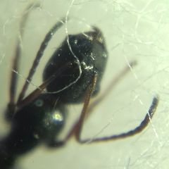 Camponotus atricolor
