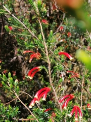 Erica versicolor