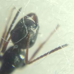 Camponotus atricolor