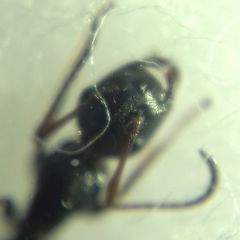 Camponotus atricolor