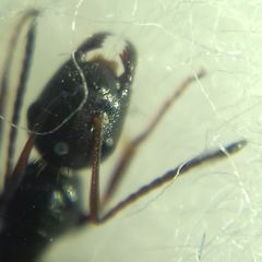 Camponotus atricolor