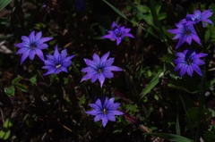 Gentiana pudica